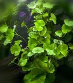 ⁦Hydrocotyle leucocephala هيدروكتيل ليكوفالا⁩ - الصورة ⁦3⁩