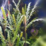 Hygrophila pinnatifida هيجروفليا بنتافيدا