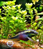 Rotala indica Bonsai روتالا بونساى - الصورة 5