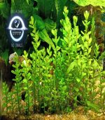 Rotala indica Bonsai روتالا بونساى - الصورة 6