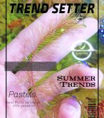 Rotala wallichii روتالا ولاتشى - الصورة 5