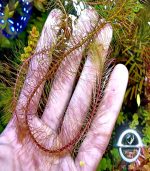 Rotala wallichii روتالا ولاتشى - الصورة 2