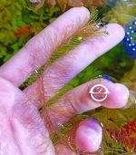 Rotala wallichii روتالا ولاتشى - الصورة 3