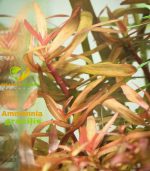 Nesaea crassicaulis vs ammania gracilis أمنيا و نياسا - الصورة 4