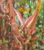 Nesaea crassicaulis vs ammania gracilis أمنيا و نياسا - الصورة 5