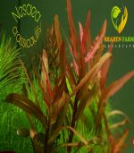 Nesaea crassicaulis vs ammania gracilis أمنيا و نياسا - الصورة 6