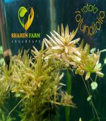 ⁦Rotala rotundifolia روتالا روتنديفوليا بينك⁩ - الصورة ⁦7⁩