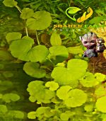 ⁦Hydrocotyle leucocephala هيدروكتيل ليكوفالا⁩ - الصورة ⁦4⁩