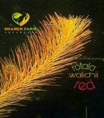 Rotala wallichii روتالا ولاتشى