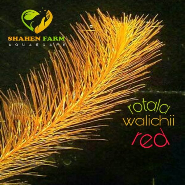 Rotala wallichii روتالا ولاتشى
