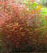 Nesaea crassicaulis vs ammania gracilis أمنيا و نياسا - الصورة 7