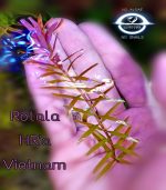 ⁦Rotala H.A.R VIETNAM روتالا فيتنام⁩ - الصورة ⁦5⁩