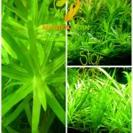Heteranthera zosterifolia ستار جراس
