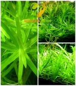 Heteranthera zosterifolia ستار جراس