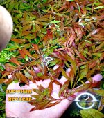Ludwigia Red Leaf لودجيا نارو ليف