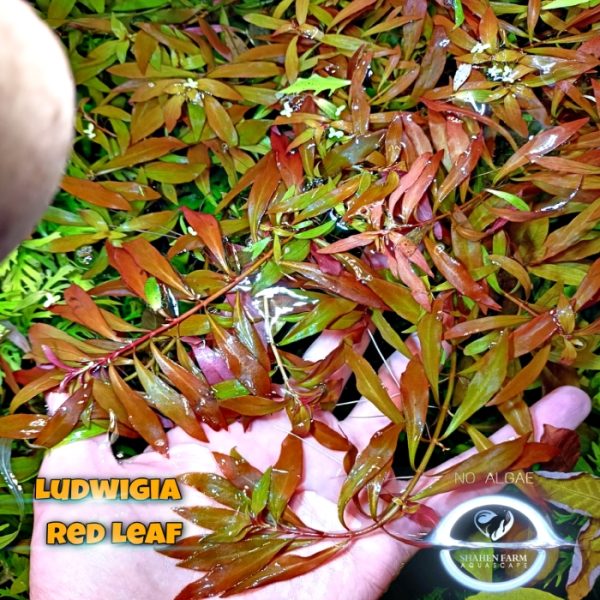 Ludwigia Red Leaf لودجيا نارو ليف