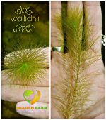 ⁦Mayaca sellowiana ماياكا سليويانا⁩ - الصورة ⁦4⁩