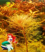 Marsh mermaidweed مرميد ويد - الصورة 5