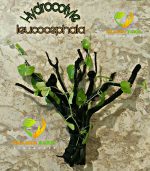 ⁦Hydrocotyle leucocephala هيدروكتيل ليكوفالا⁩ - الصورة ⁦2⁩