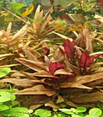 Alternanthera reineckii "Rosaefolia" النتيرا روزفوليا