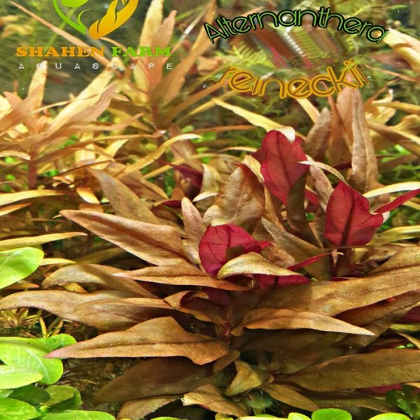 Alternanthera reineckii "Rosaefolia" النتيرا روزفوليا