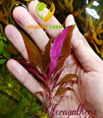 Alternanthera reineckii "Rosaefolia" النتيرا روزفوليا - الصورة 4