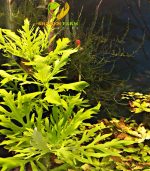 ⁦Hygrophila difformis هيجروفيليا ديفورمس⁩ - الصورة ⁦3⁩