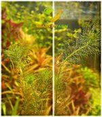 ⁦Mayaca sellowiana ماياكا سليويانا⁩ - الصورة ⁦5⁩