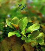 ⁦Ludwigia repens لودجيا ريبينس⁩ - الصورة ⁦6⁩