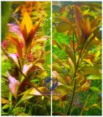 ⁦Ludwigia Red Leaf لودجيا نارو ليف⁩ - الصورة ⁦9⁩