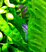 ⁦Microsorum pteropus جافا فيرن⁩ - الصورة ⁦8⁩