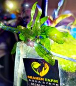 ⁦Microsorum pteropus جافا فيرن⁩ - الصورة ⁦9⁩