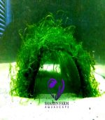 ⁦Vesicularia montagnei 'Christmas' Moss كريسمس موس⁩ - الصورة ⁦14⁩