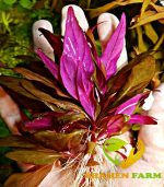 Alternanthera reineckii "Rosaefolia" النتيرا روزفوليا - الصورة 2