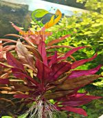 Alternanthera reineckii "Rosaefolia" النتيرا روزفوليا - الصورة 5