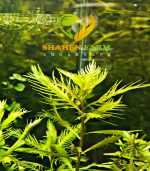 Marsh mermaidweed مرميد ويد - الصورة 6