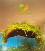 ⁦Vesicularia montagnei 'Christmas' Moss كريسمس موس⁩ - الصورة ⁦8⁩