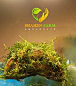 ⁦Vesicularia montagnei 'Christmas' Moss كريسمس موس⁩ - الصورة ⁦9⁩