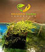 ⁦Vesicularia montagnei 'Christmas' Moss كريسمس موس⁩ - الصورة ⁦13⁩