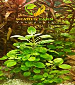 ⁦Lobelia Cardinalis لوبيليا كاردنالس⁩ - الصورة ⁦2⁩