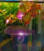 Rotala Blood Red روتالا بلد ريد - الصورة 8