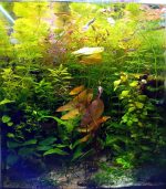 ⁦Limnophila sessiliflora سيسفلورا⁩ - الصورة ⁦12⁩