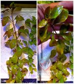 ⁦Ludwigia repens لودجيا ريبينس⁩ - الصورة ⁦9⁩