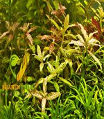 ⁦Hygrophila polysperma 'Sunset' ('Rosanervig') هيجروفيليا صن سيت⁩ - الصورة ⁦3⁩