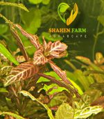 ⁦Hygrophila polysperma 'Sunset' ('Rosanervig') هيجروفيليا صن سيت⁩ - الصورة ⁦4⁩