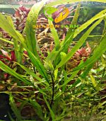 Hygrophila 'Siamensis' هيجروفيليا سايميز