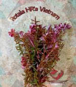 ⁦Rotala H.A.R VIETNAM روتالا فيتنام⁩ - الصورة ⁦13⁩