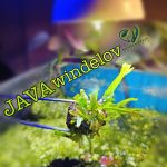 Microsorum pteropus 'Windeløv' جافا ويندلوف