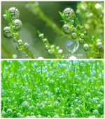 String japan moss سترينجى موس - الصورة 2