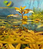 Marsh mermaidweed مرميد ويد - الصورة 7